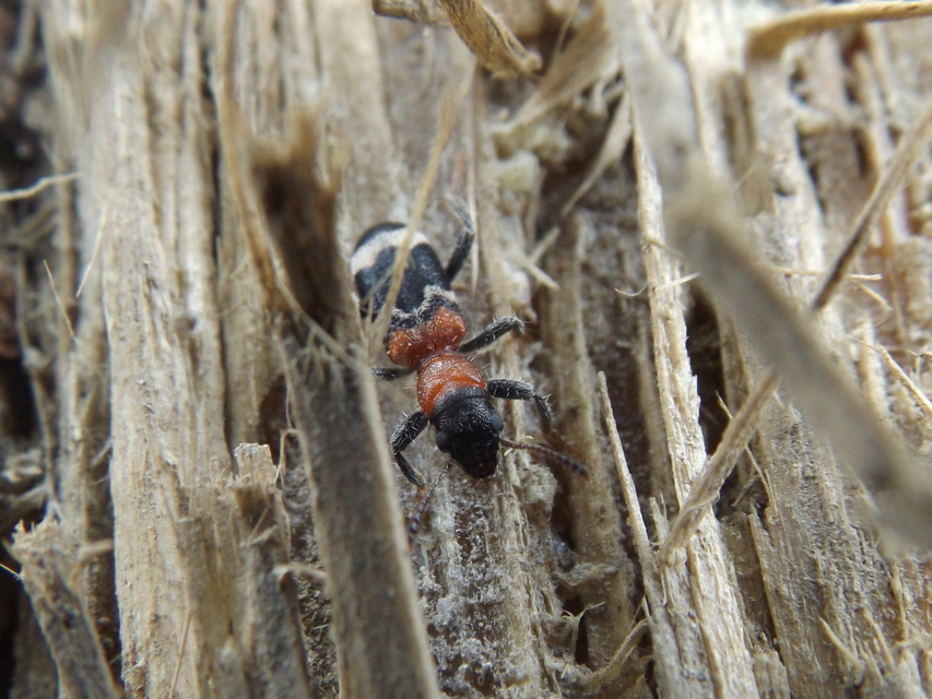 Thanasimus formicarius - vörösnyakú szúfarkas
