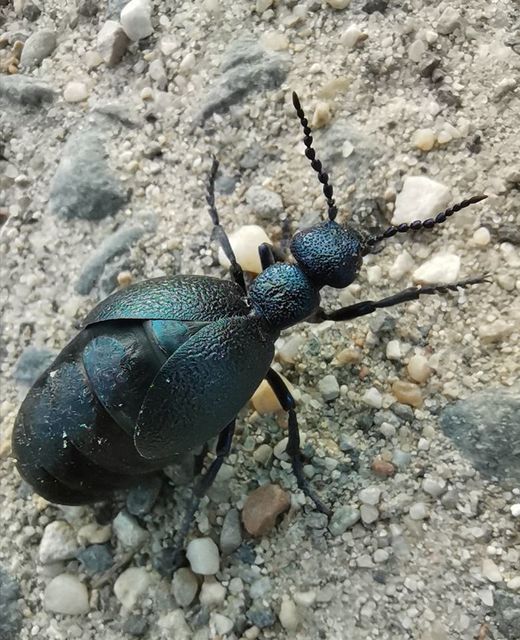 Meloe proscarabaeus - közönséges nünüke Meloe proscarabaeus - közönséges nünüke
