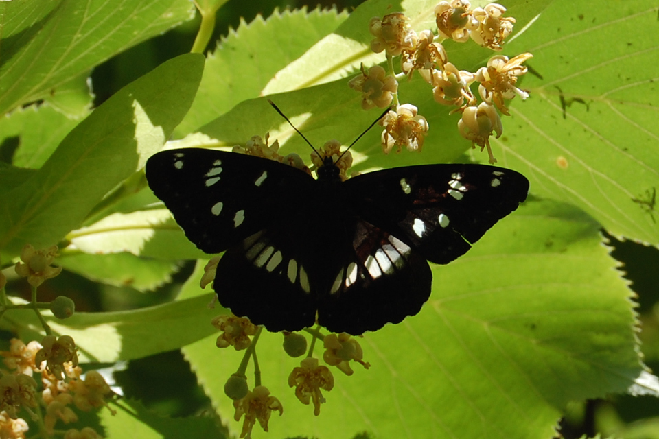 Limenitis reducta - kék lonclepke