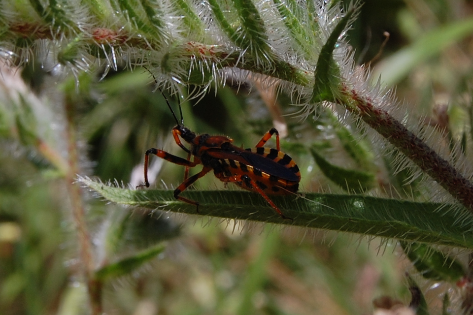 Rhynocoris iracundus - közönséges gyilkospoloska
