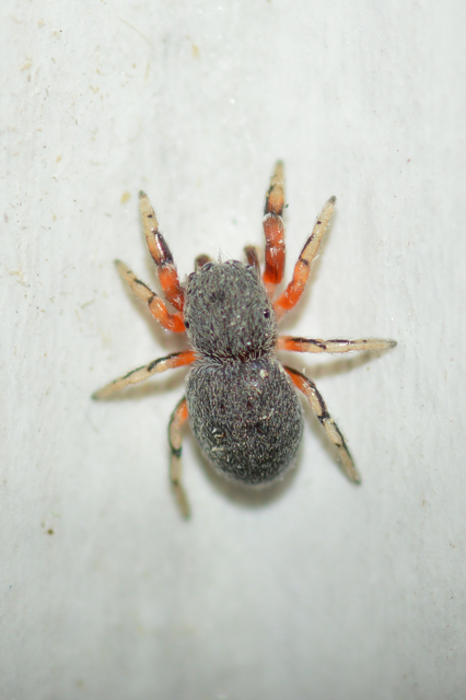 Ballus rufipes