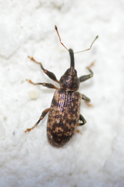 Dorytomus dejeani - közönséges hangormányos