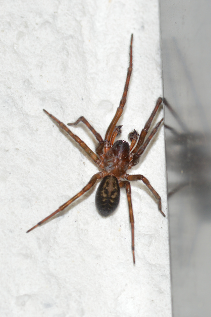 Amaurobius ferox - nagy eretnekpók