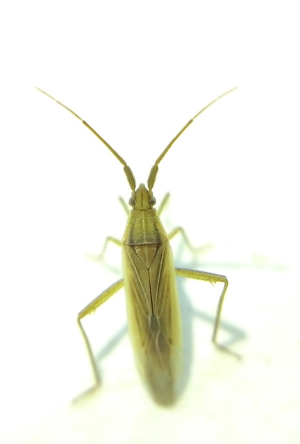 Stenodema calcarata - sarkantyús mezeipoloska