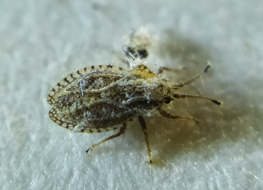 Lasiacantha capucina - pillás csipkéspoloska Lasiacantha capucina - pillás csipkéspoloska