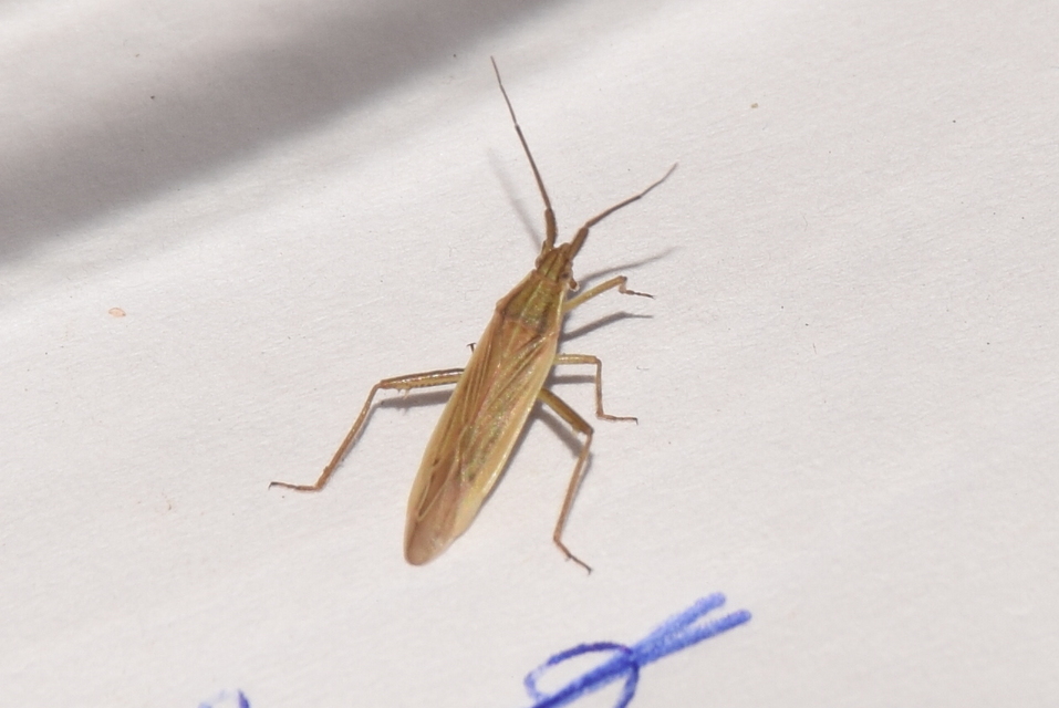 Stenodema calcarata - sarkantyús mezeipoloska