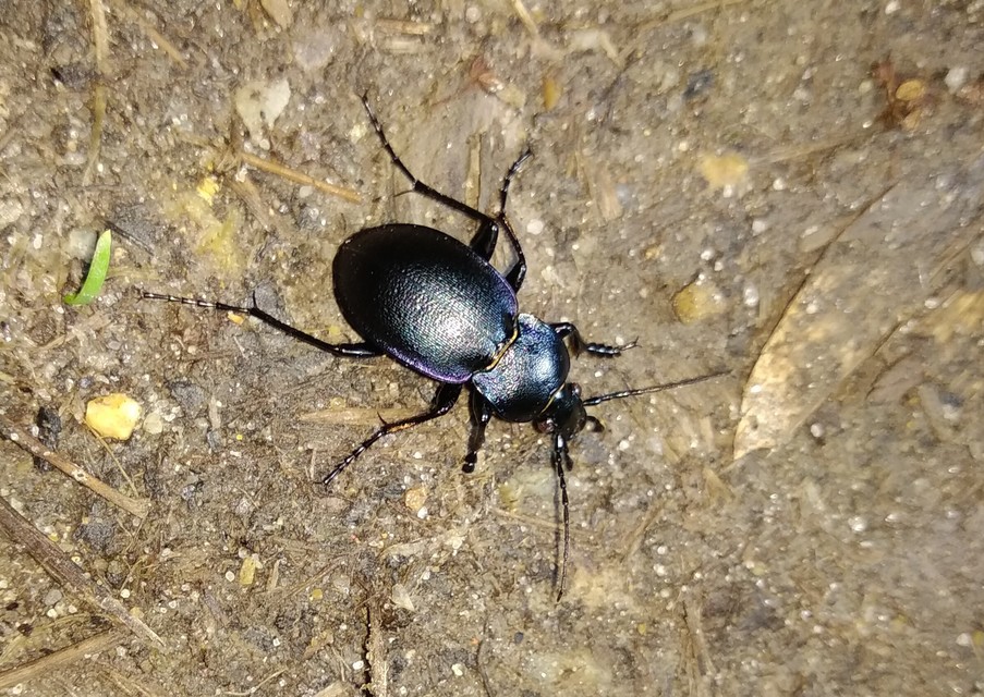 Carabus convexus - selymes futrinka