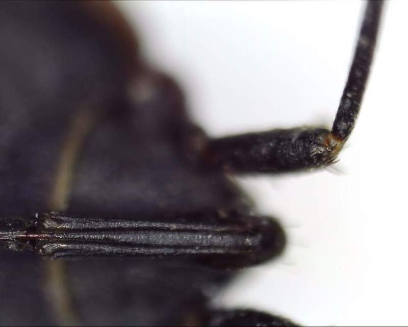 Graptopeltus validus