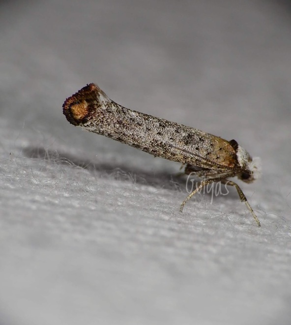 Pseudoswammerdamia combinella - szemfoltos tarkamoly