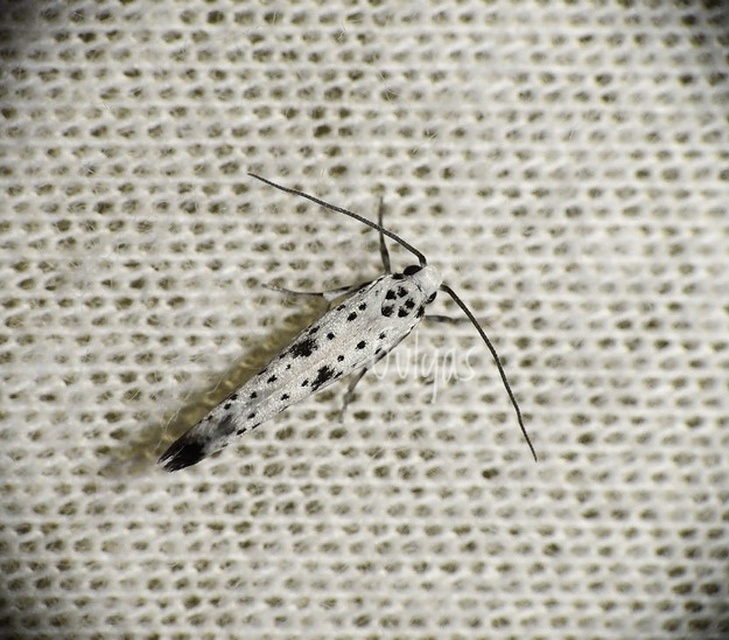 Yponomeuta plumbella - pókhálós bengemoly