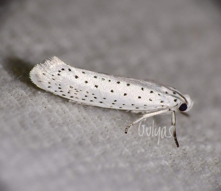 Yponomeuta evonymella - pókhálós májusfamoly