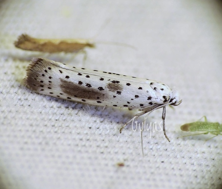 Yponomeuta irrorella - pókhálós kökénymoly