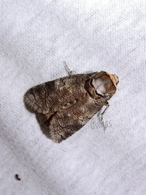 Cossus cossus - fűzfarontólepke