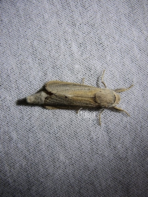 Phragmataecia castaneae - nádfúrólepke