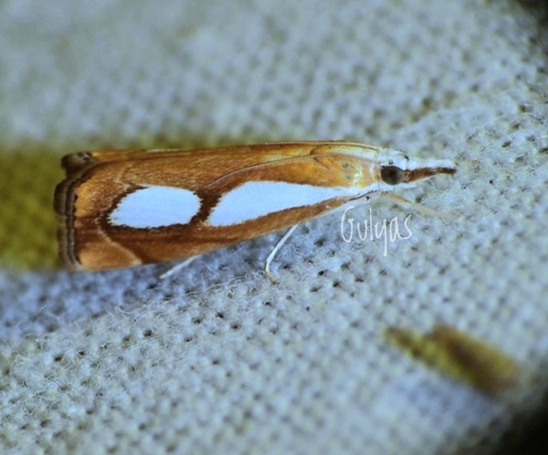 Catoptria pinella - ezüstös fűgyökérmoly