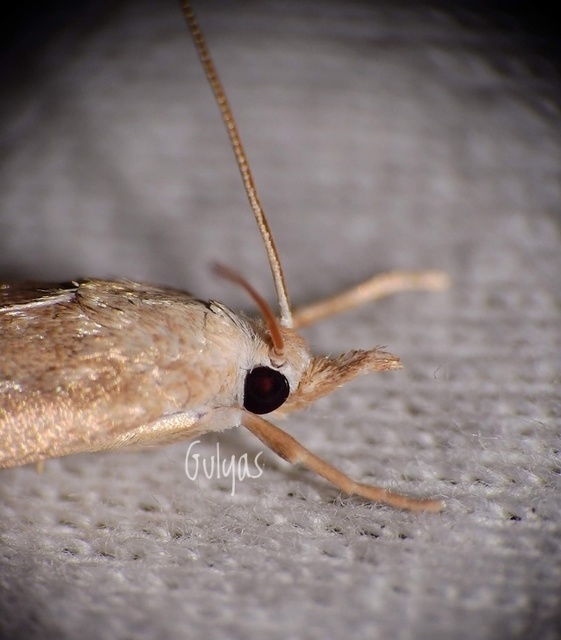 Calamotropha paludella - barna nádlevélmoly