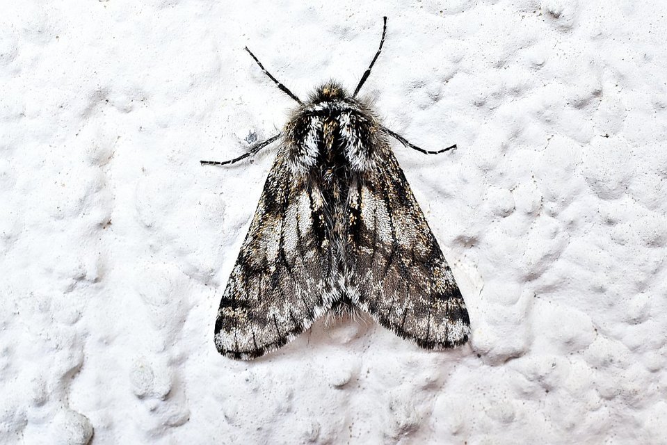 Lycia pomonaria - hársfa-tavasziaraszoló