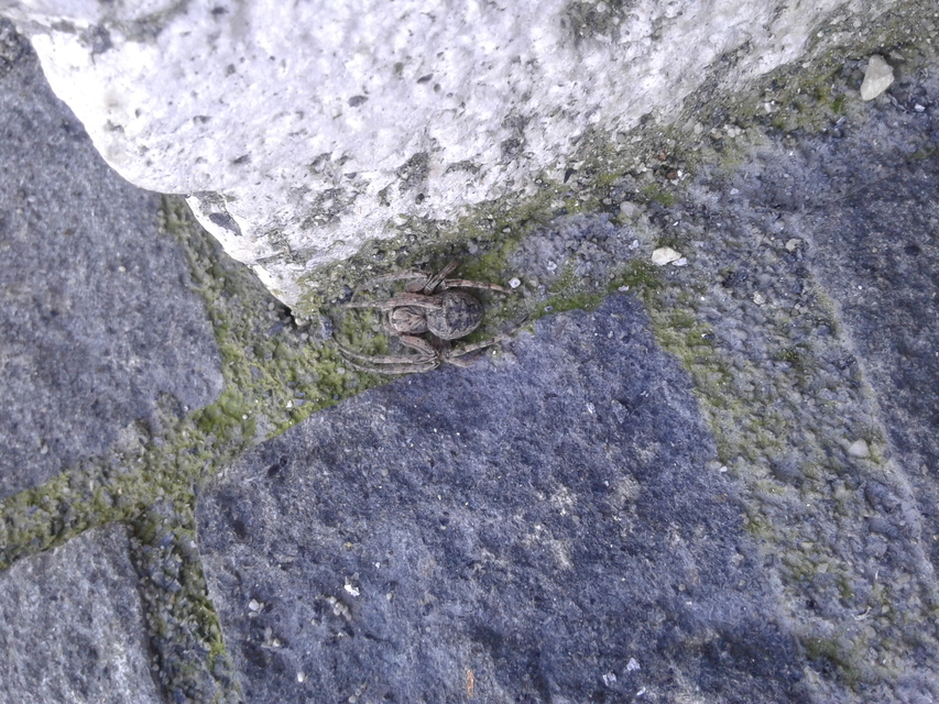 Larinioides