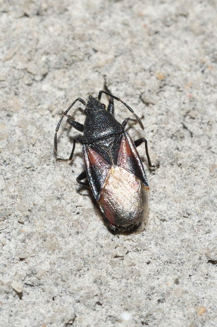 Oxycarenus lavaterae - hársbodobács