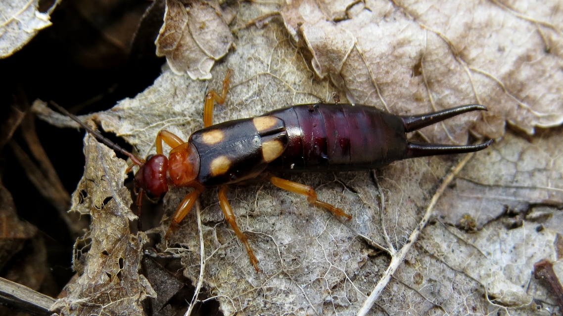 Forficula smyrnensis - szmirnai fülbemászó