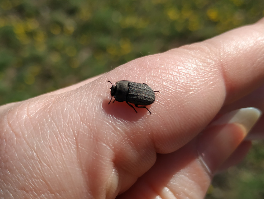 Opatrum sabulosum - sároshátú gyászbogár