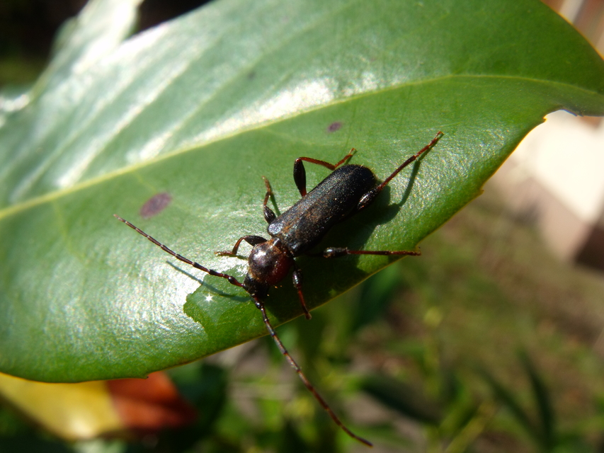 Phymatodes testaceus - változékony korongcincér Phymatodes testaceus - változékony korongcincér