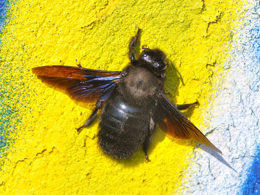 Xylocopa violacea - kék fadongó
