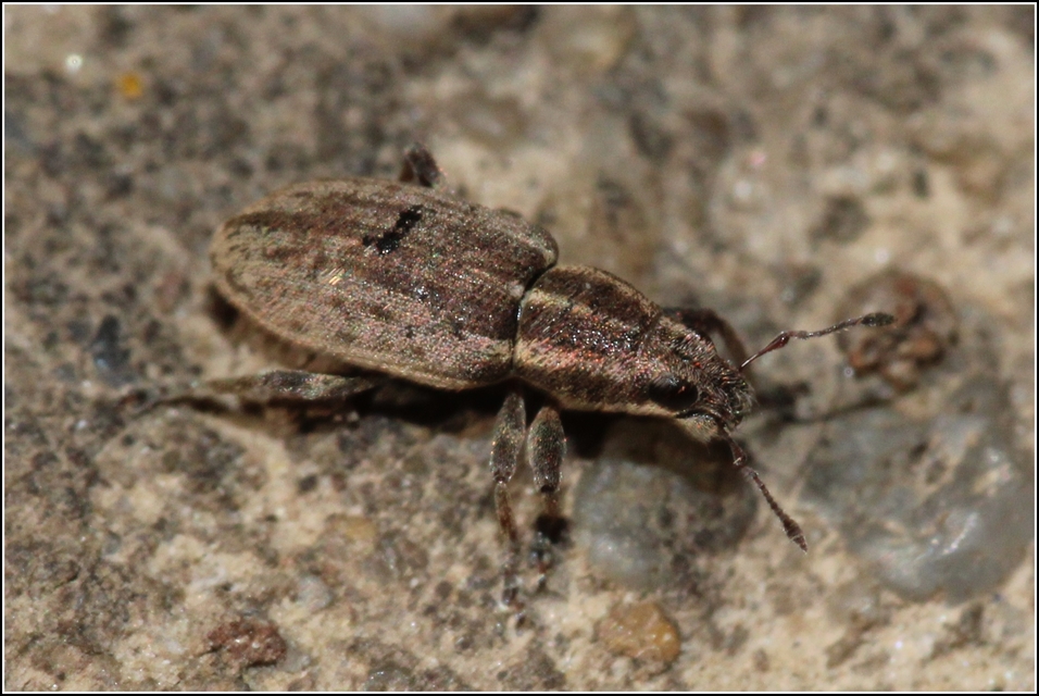 Sitona humeralis - lucerna-csipkézőbogár