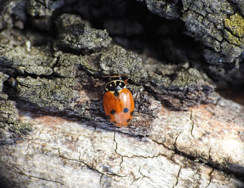 Hippodamia variegata - tizenhárompettyes katica