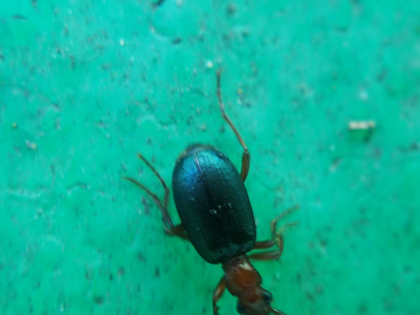 Brachinus