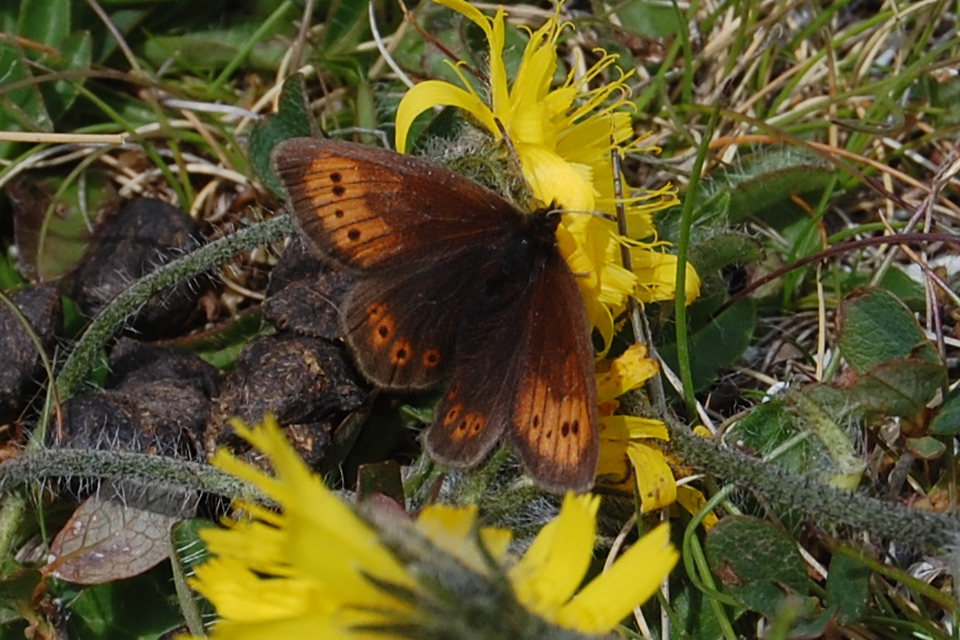 Erebia