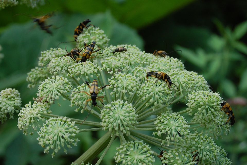 Rutpela maculata - tarkacsápú karcsúcincér