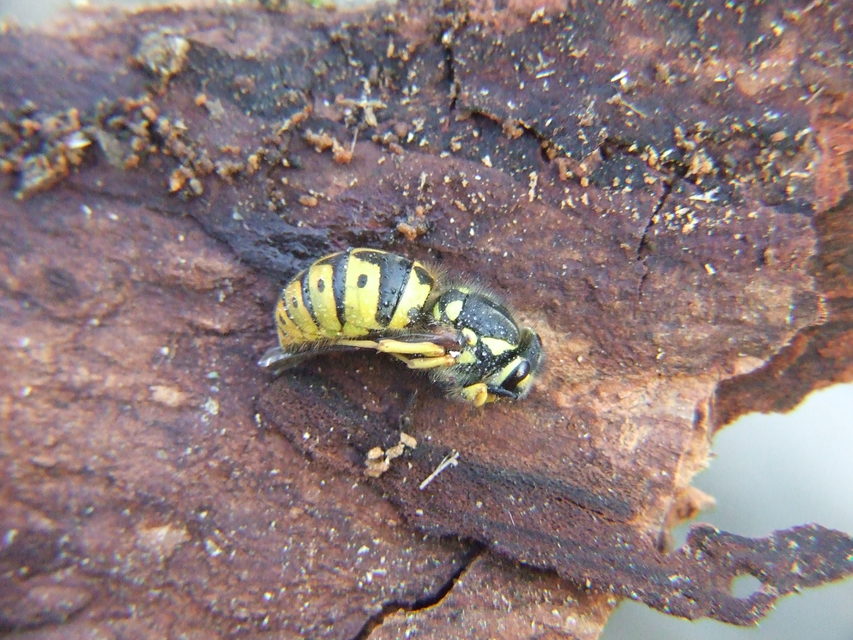 Vespula germanica - német darázs