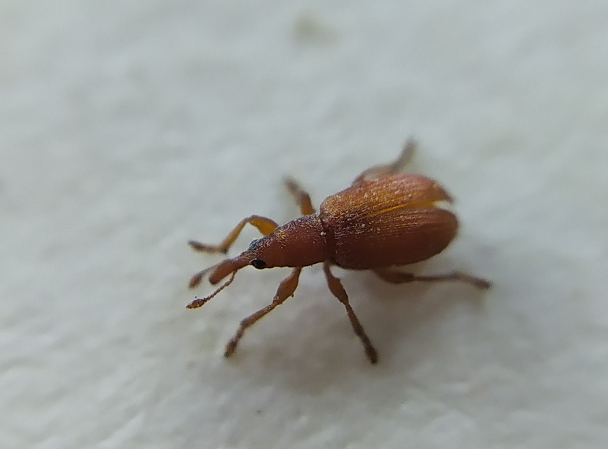Apion rubiginosum - sóskaszár-cickányormányos