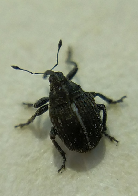 Prisistus suturalba - fehérvarratú bársonyormányos