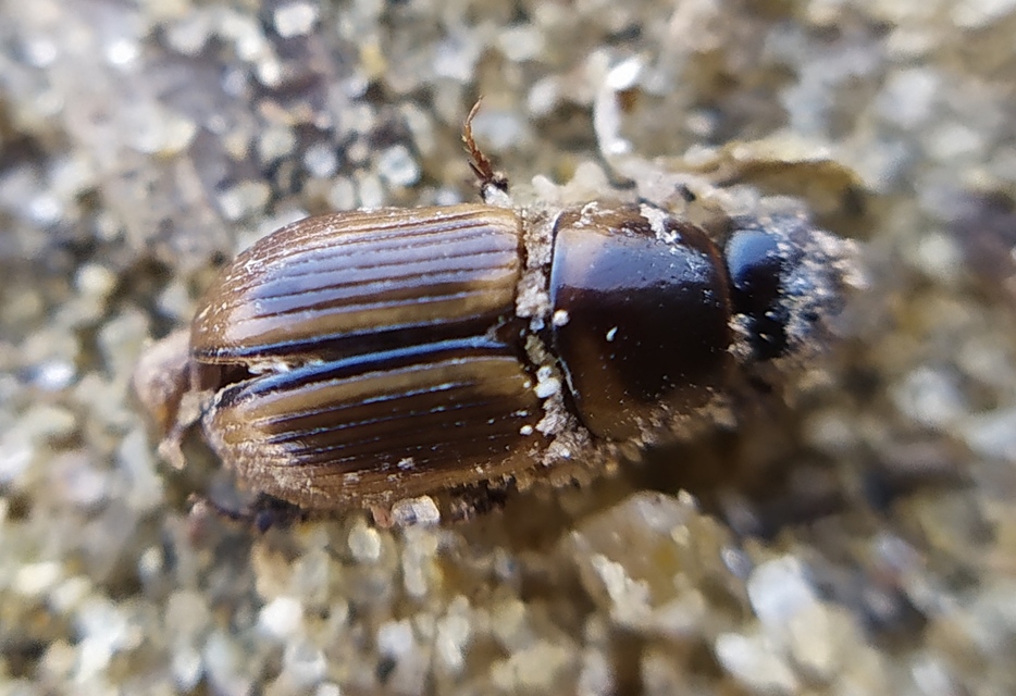 Aphodius lividus - turjáni trágyabogár