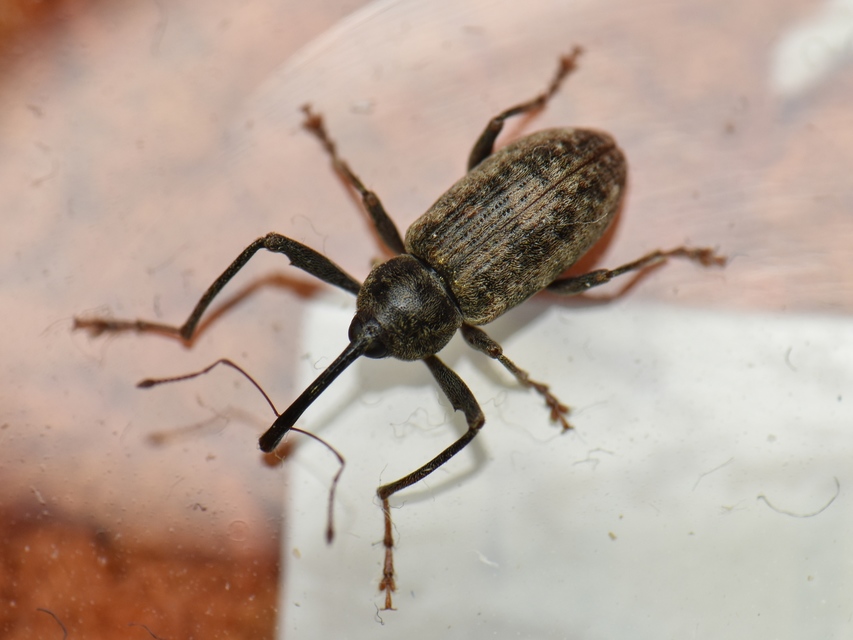 Dorytomus longimanus - kétalakú hangormányos