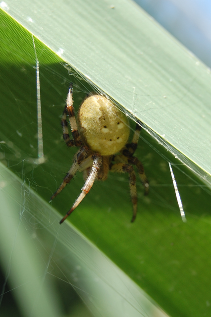 Araneus quadratus - négyes keresztespók