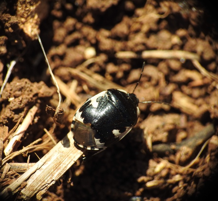 Tritomegas bicolor - foltos földipoloska