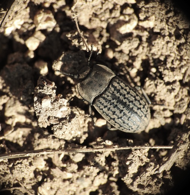 Opatrum sabulosum - sároshátú gyászbogár