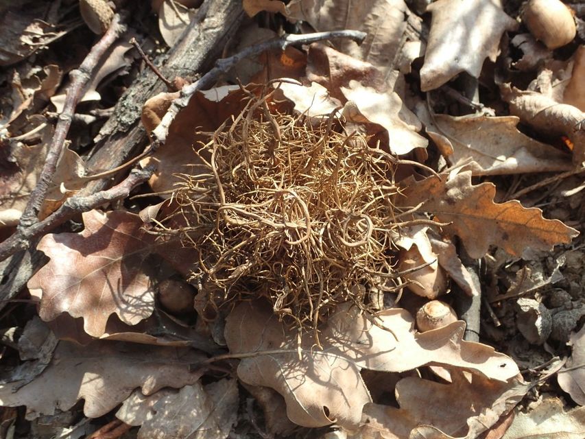 Andricus caputmedusae - medúzafej-gubacsdarázs