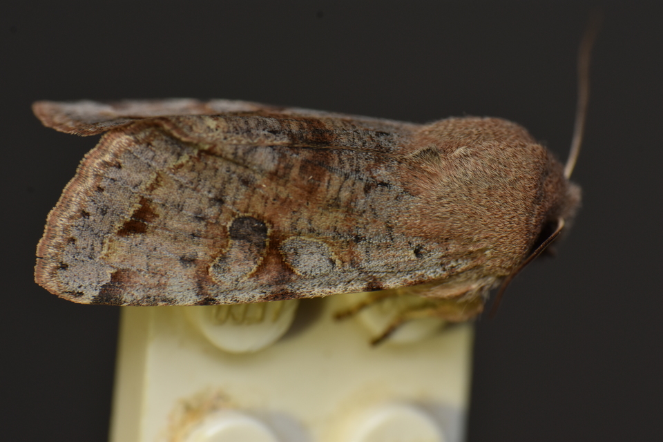 Orthosia incerta - változékony barkabagoly