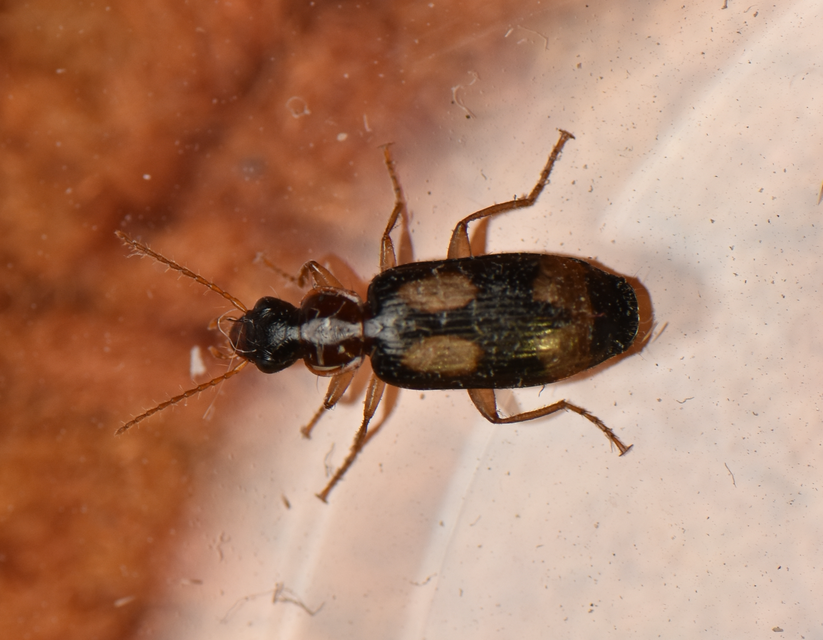 Dromius quadrimaculatus - négyfoltos kéregfutó