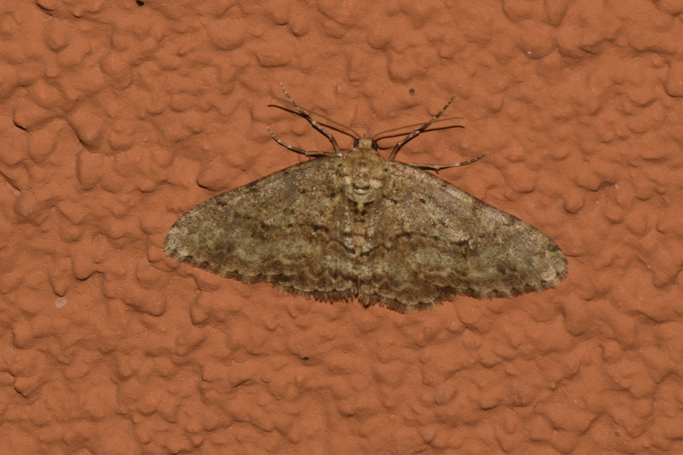 Ectropis crepuscularia - avararaszoló