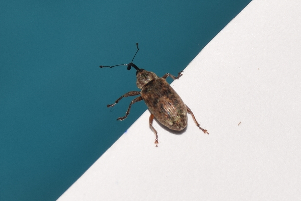 Dorytomus longimanus - kétalakú hangormányos