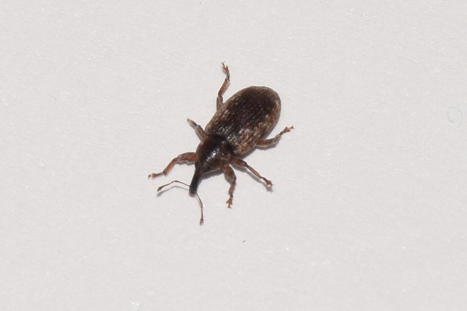 Dorytomus ictor - szegélyes hangormányos