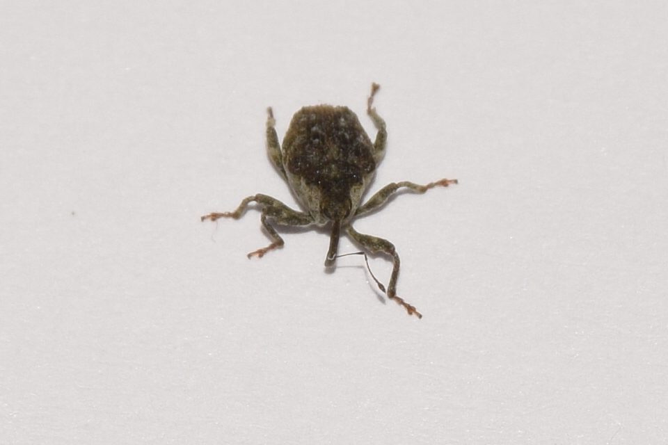 Parethelcus pollinarius - csalánporzó ormányos