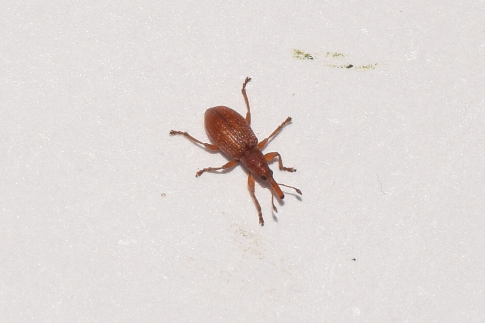 Apion rubiginosum - sóskaszár-cickányormányos