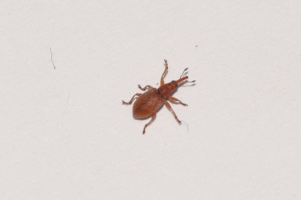 Apion rubiginosum - sóskaszár-cickányormányos