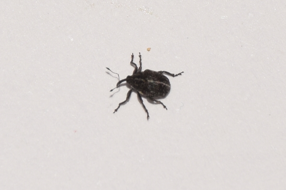 Prisistus suturalba - fehérvarratú bársonyormányos